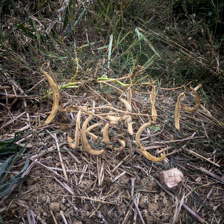 plants_haricot