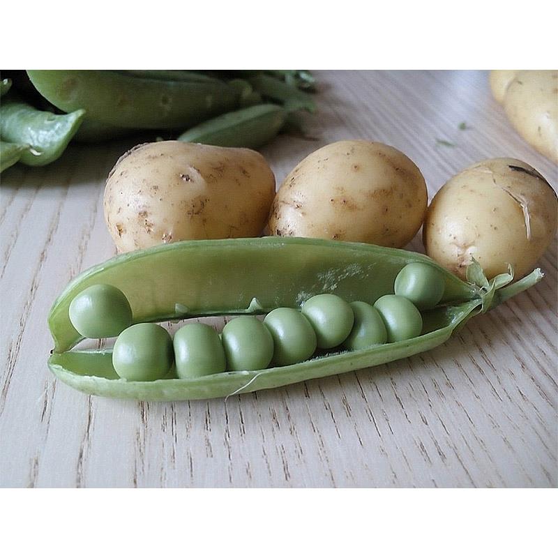 Pois_pomme_de_terre_nouvelle