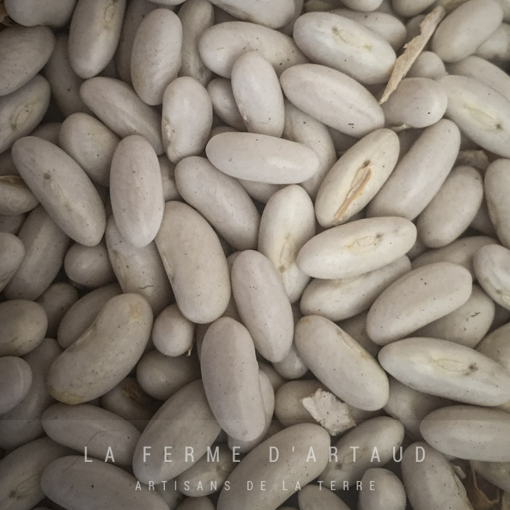 semence_haricots