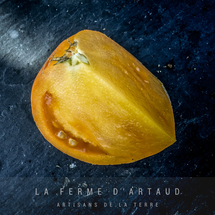 Tomates_jaunes